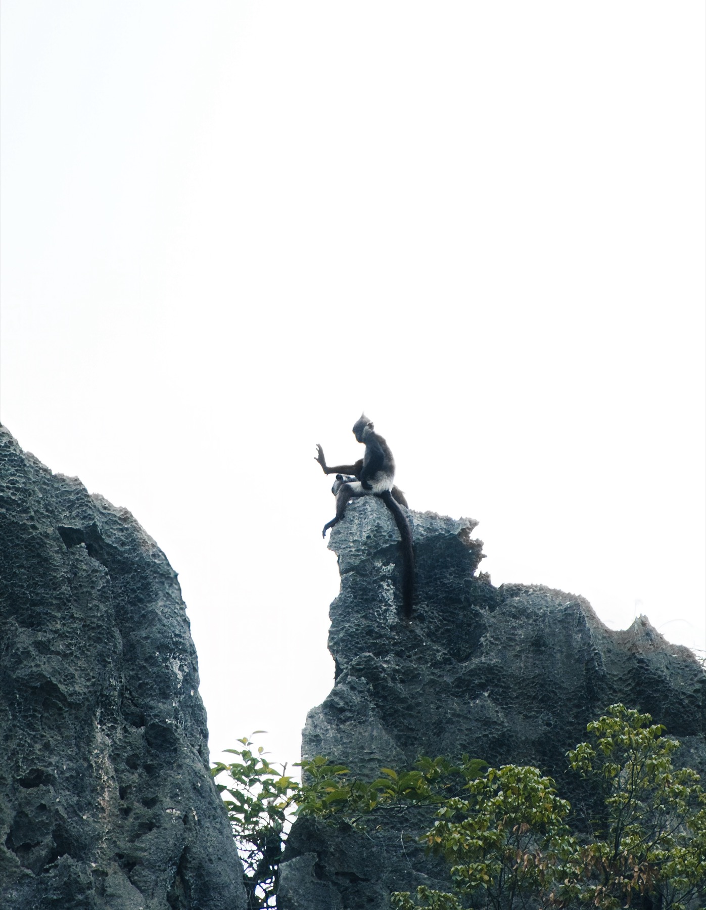Végétation tropicale